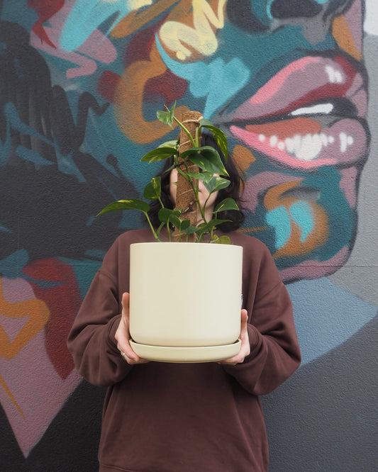 Portland Devil's Ivy