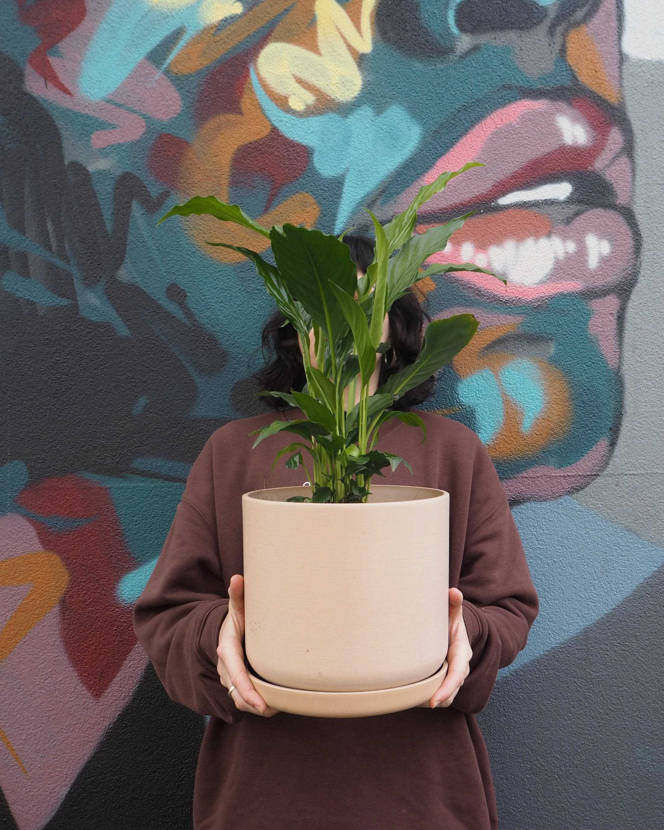 Portland Blush Peace Lily