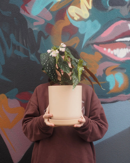 Polka Dot Begonia