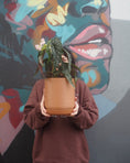 Load image into Gallery viewer, Polka Dot Begonia
