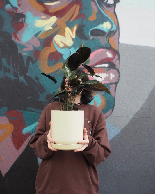Calathea Maui Queen Butter