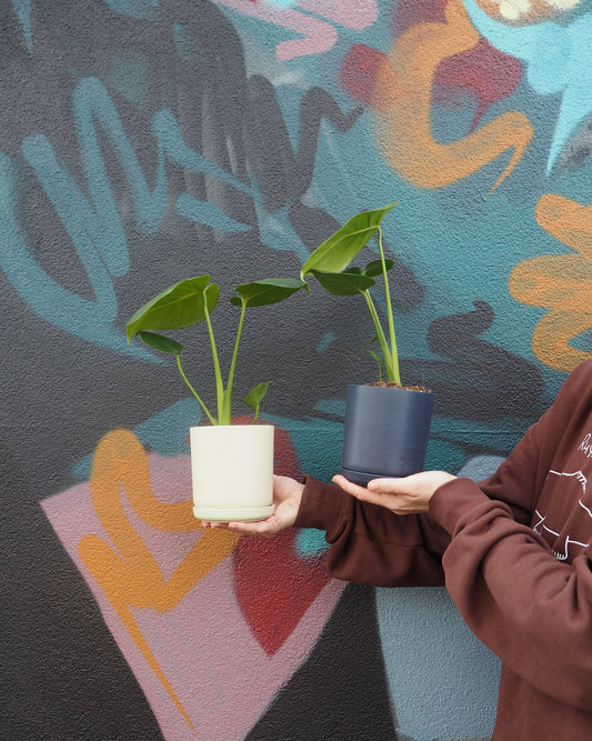Mini Fruit Salad Monstera