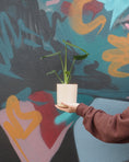 Load image into Gallery viewer, Mini Fruit Salad Monstera
